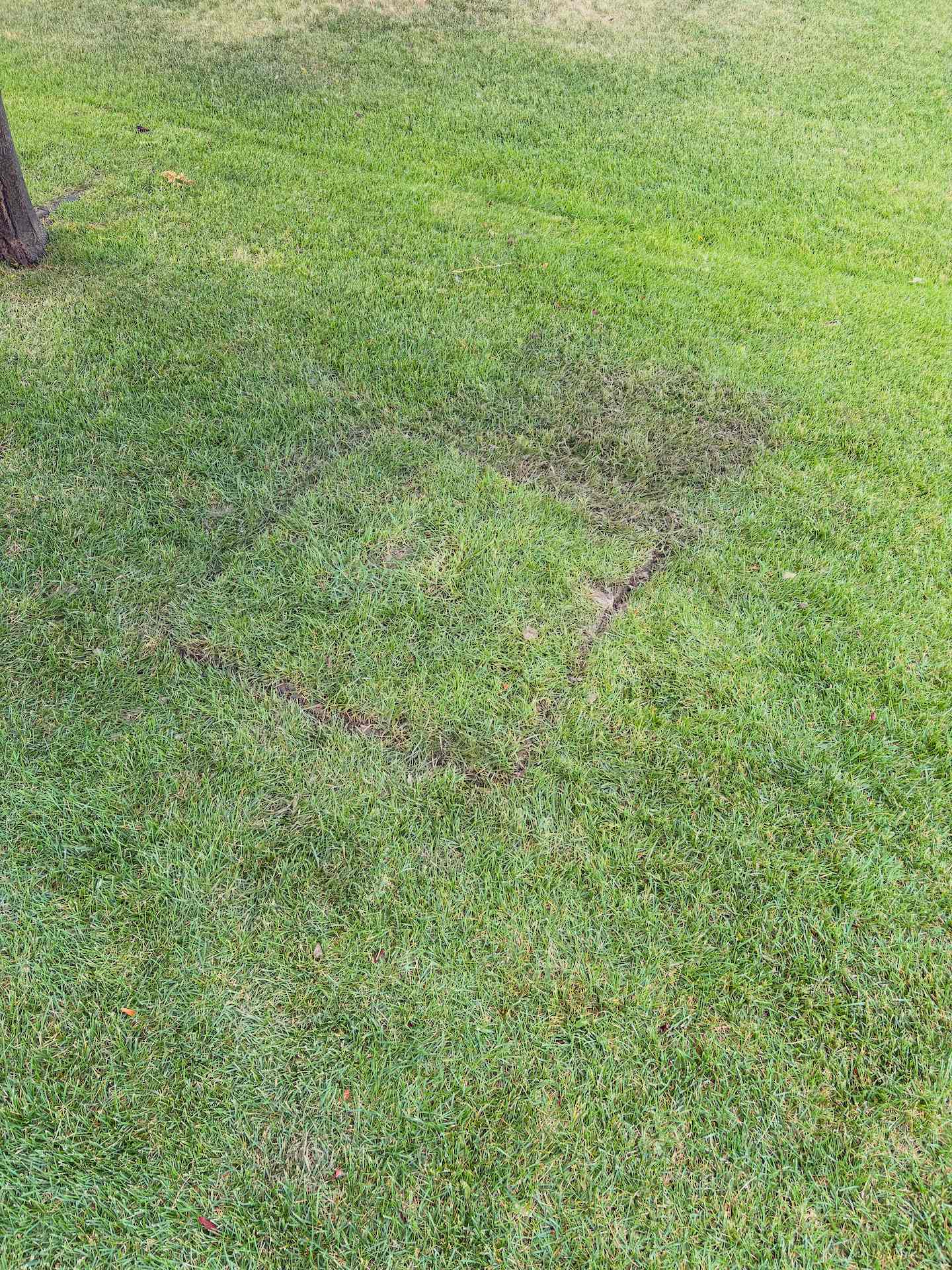 Restored lawn after sprinkler repair