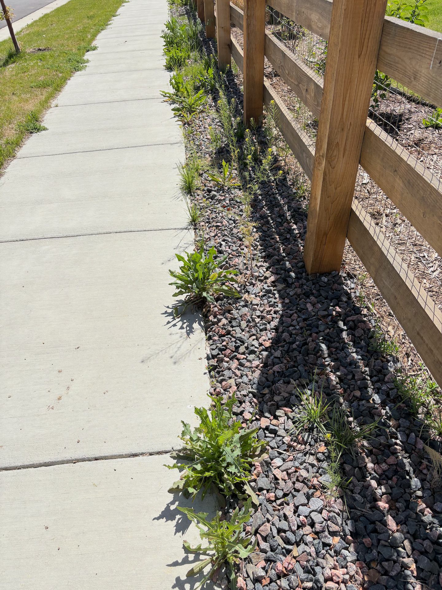 Weedy fence line area before treatment