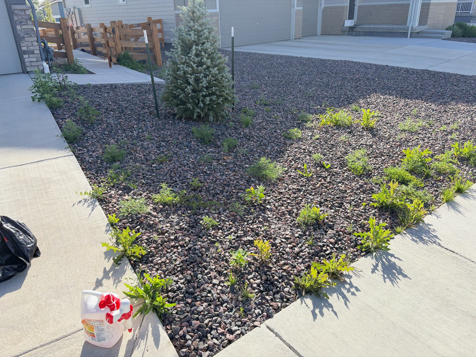Front yard with weeds before mitigation